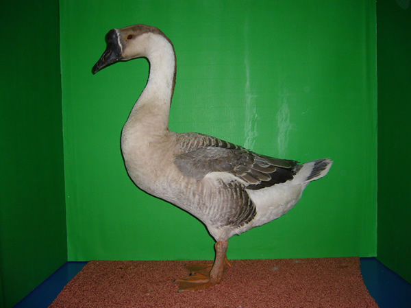 H&ouml;ckerg&auml;nse graubraun von Hubert Hasse Preis HV 96 BRB